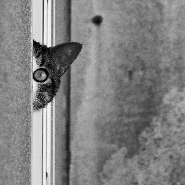 el gato que se convirtió en tigre